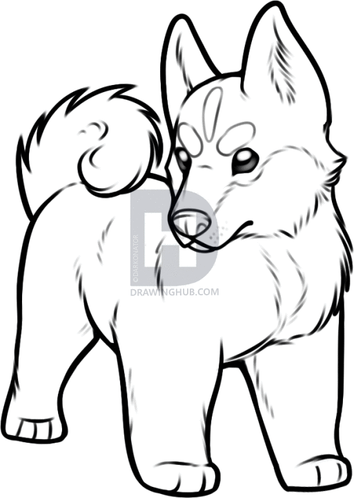 513x720 How To Draw A Pomsky, Step By Step, Drawing Guide, By Darkonator - Easy Husky Sketch