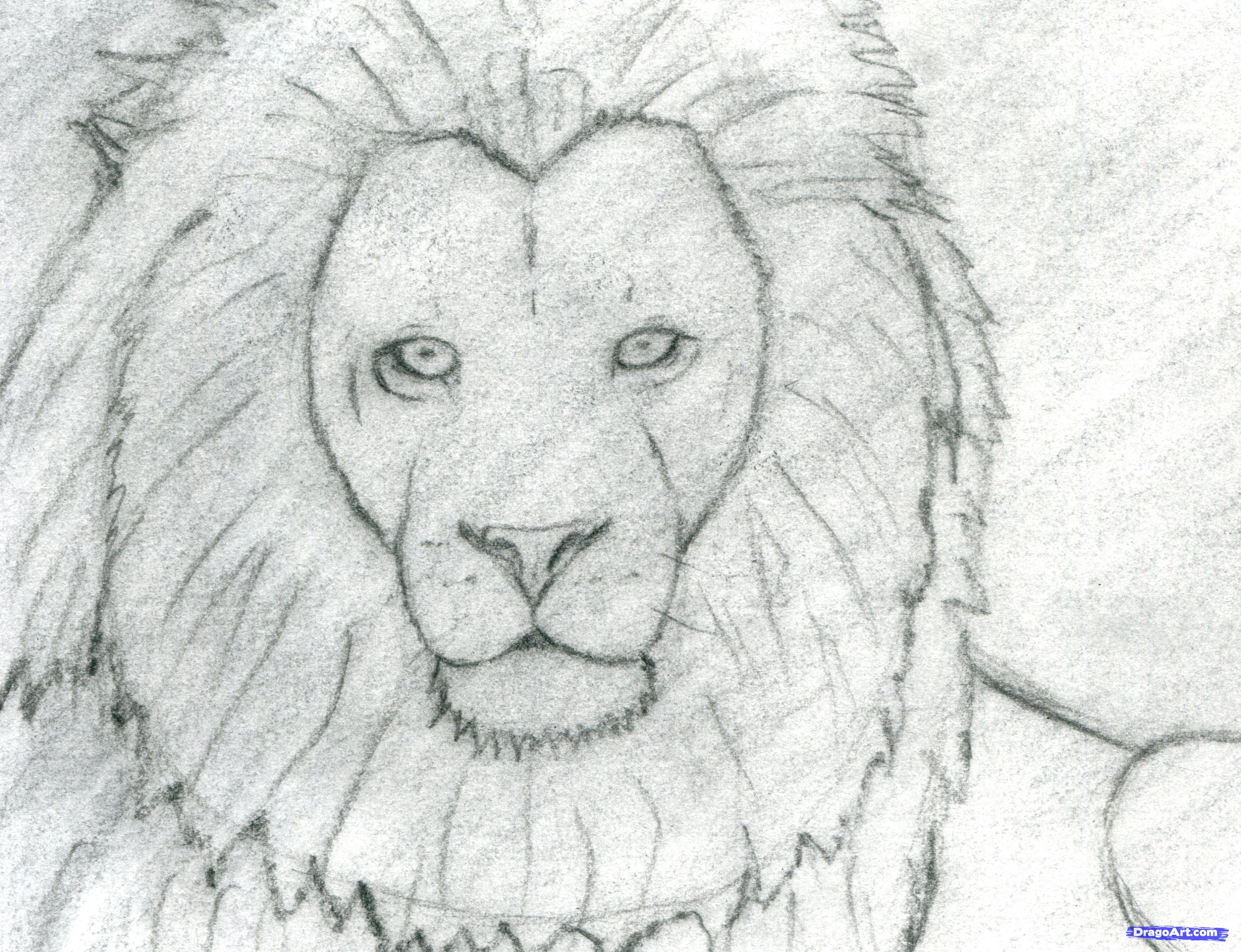 2842x2179 Easy Lion Sketch - Easy Lion Sketch