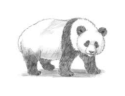 255x197 Easy Step Sketch Panda Drawing Pictures - Easy Panda Sketch