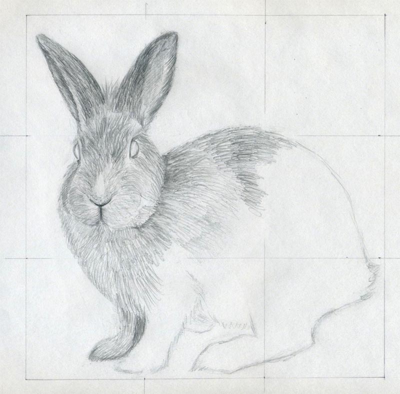 800x789 How To Draw A Rabbit - Easy Pics To Sketch