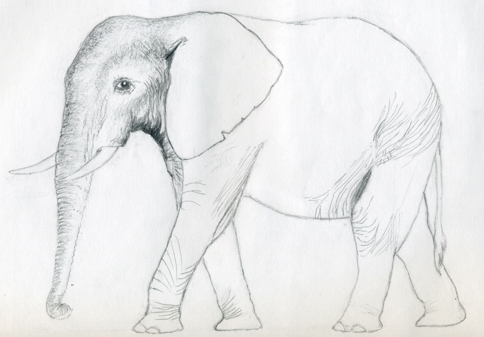 981x683 How To Draw An Elephant - Easy Pics To Sketch