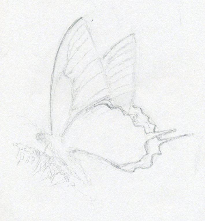 710x765 Make Butterfly Sketch Quickly And Easily. Speed Is The Key - Easy Pictures To Sketch
