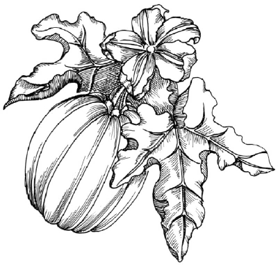 400x381 How To Draw A Pumpkin Howstuffworks - Easy Pumpkin Sketches