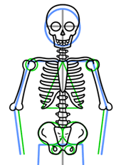 170x232 How To Draw A Skeleton - Easy Skeleton Sketch