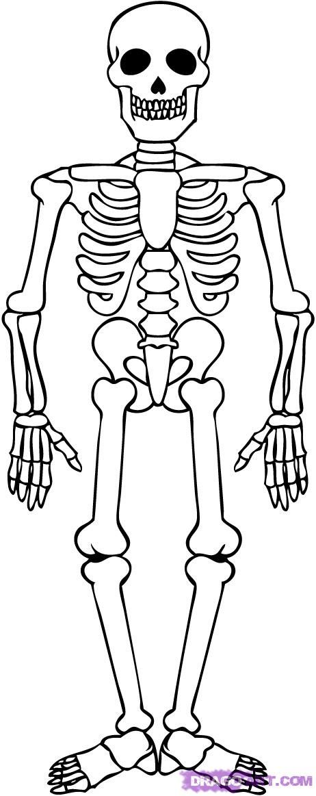 462x1163 Skeletons How To Draw A Skeleton, Step By Step, Halloween - Easy Skeleton Sketch