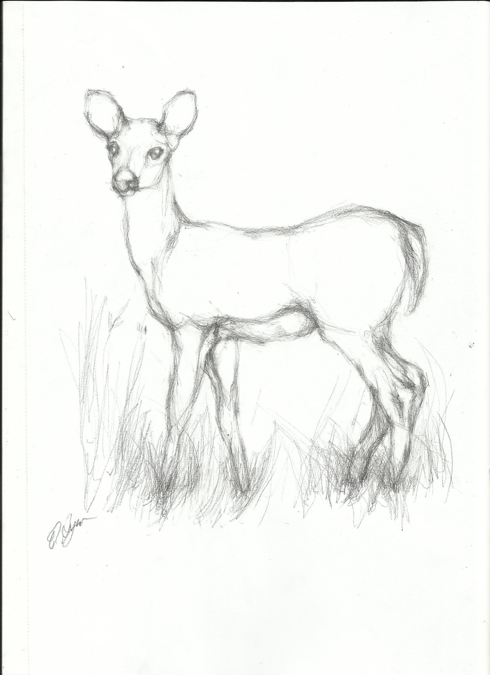 Easy Sketch Animals At Paintingvalley Com Explore Collection Of