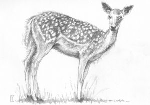 300x210 Sketches Of Animals Easy Sketches - Easy Sketch Animals