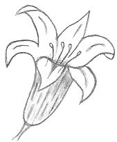 169x204 Easy Flower Sketch - Easy Sketch Flowers