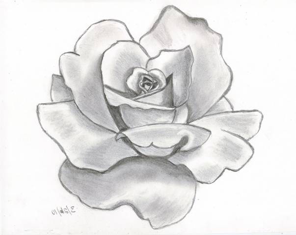603x478 Easy Sketch Unique Rose Drawing Pictures - Easy Sketch Of A Flower