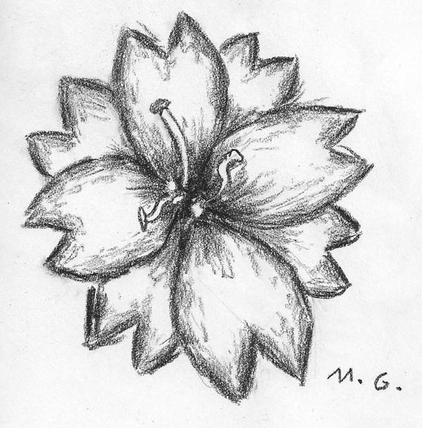Easy Sketch Of A Flower At Paintingvalley Com Explore Collection