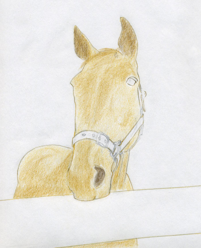 700x864 How To Draw Horse Head - Easy Sketch Of A Horse