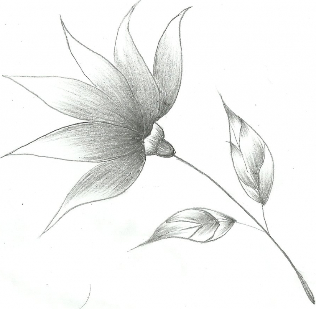 1024x1000 Gallery Simple Drawing Shading Pictures, - Easy Sketches