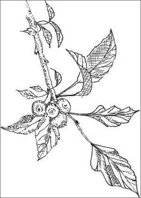 287x402 Pencil Sketches - Easy Sketches