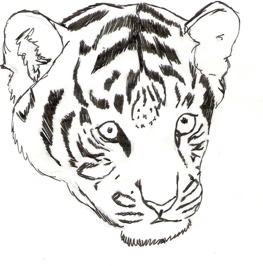 890x898 Easy Tiger Drawings Step By Step - Easy Tiger Sketch