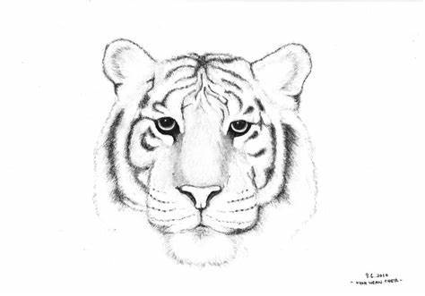 474x331 Simple Tiger Sketch. Easy Drawing Animals Pencil Art - Easy Tiger Sketch