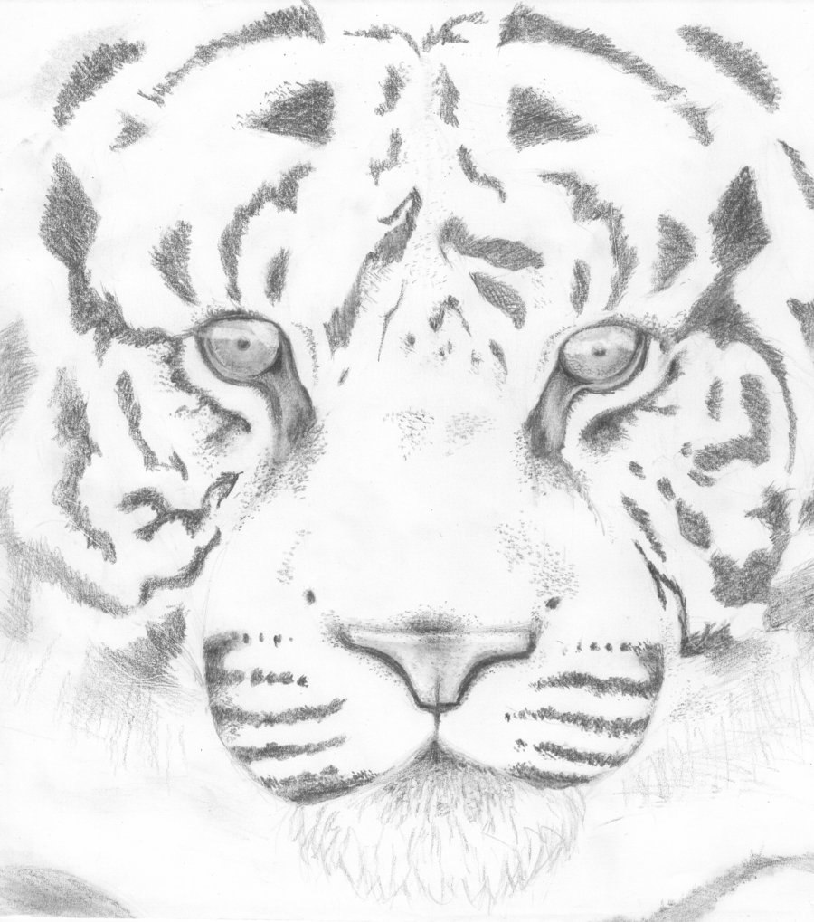 900x1019 Tiger Sketch Easy - Easy Tiger Sketch