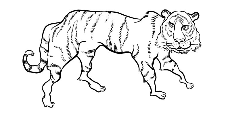 800x400 Easy, Tiger. Emilymade - Easy Tiger Sketch