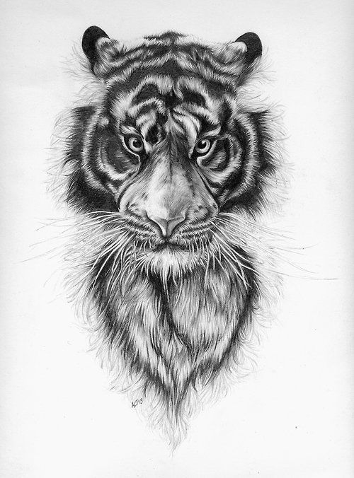 500x676 Easy Tiger Drawings Easy Tiger By Annannas16 Art - Easy Tiger Sketch