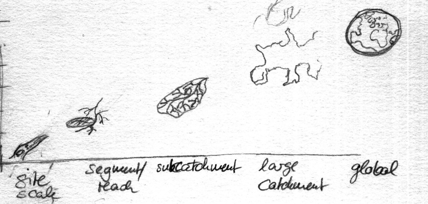 1403x670 Levels Of A River Ecosystem Markus Ruchter Illustration - Ecosystem Sketch