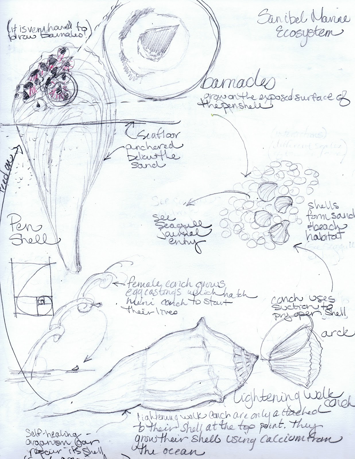 1237x1600 Liquid Triangle Naturally Inspired Sanibel Island Ecosystem - Ecosystem Sketch