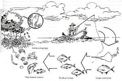 400x266 Unit 10 - Ecosystem Sketch
