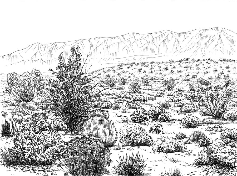 900x670 Desert Scrub Ecosystem Drawing By Logan Parsons - Ecosystem Sketch