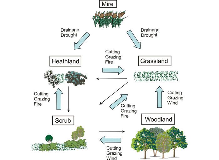 700x510 Ecosystem Diagram Fig. 1 . Schematic Diagram Indicating The - Ecosystem Sketch