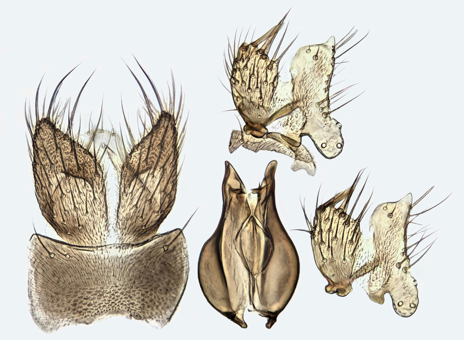 1500x1100 Filemycetophila Abiecta, Trawscoed, North Wales, Sept 2015 - Ecta Sketch
