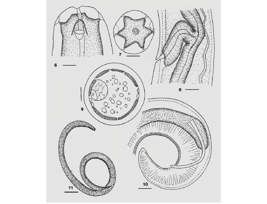 850x649 Lateral View Of Head Of Female M. Ectatommi. Bar, 23 M. Fig. 7 - Ecta Sketch