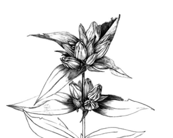 600x476 Edelweiss Flower, Sketch Of Edelweiss Flower Coloring Pages - Edelweiss Sketch