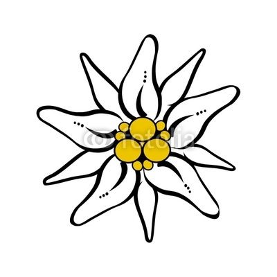 400x400 Edelweiss Flower Drawing Free Vector Download Tattoo Ideas - Edelweiss Sketch