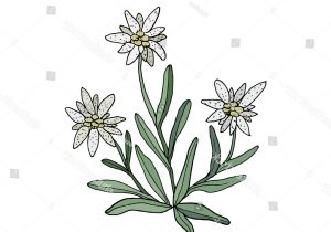 300x210 Edelweiss Flowers Drawing Edelweiss Flower Drawing Silhouette - Edelweiss Sketch