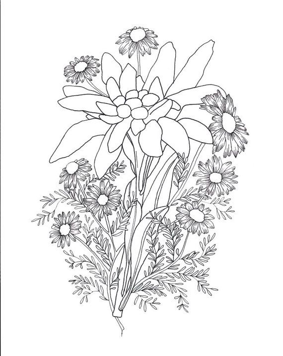 570x716 Edelweiss Amp Chamomile Tattoo Sketch Sketches, Tattoo And Tatting - Edelweiss Sketch