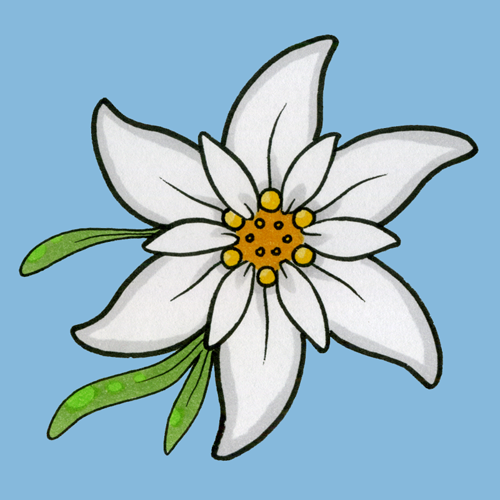 500x500 Gallery For Gt Edelweiss Flower Sketch German Stuff - Edelweiss Sketch