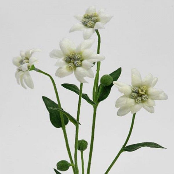 600x600 Pictures Buy Silk Edelweiss Flowers, - Edelweiss Sketch