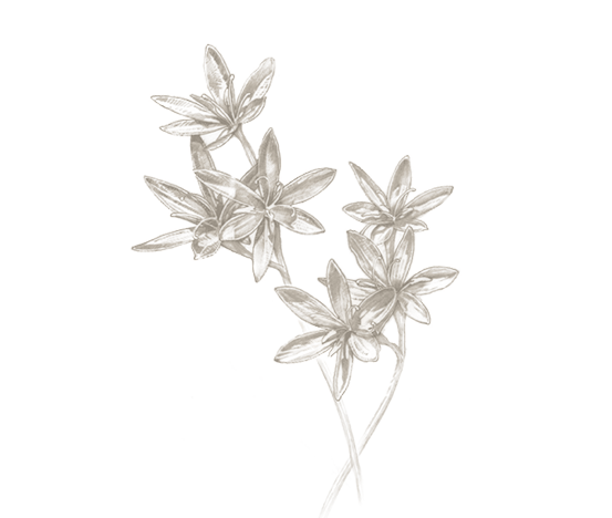 553x468 The Short Story Collection Archives Neethlingshof - Edelweiss Sketch