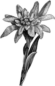 236x368 Edelweiss Flower - Edelweiss Sketch