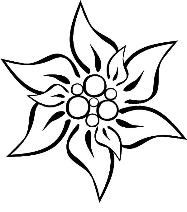 600x681 Edelweiss Flower Coloring Page - Edelweiss Sketch
