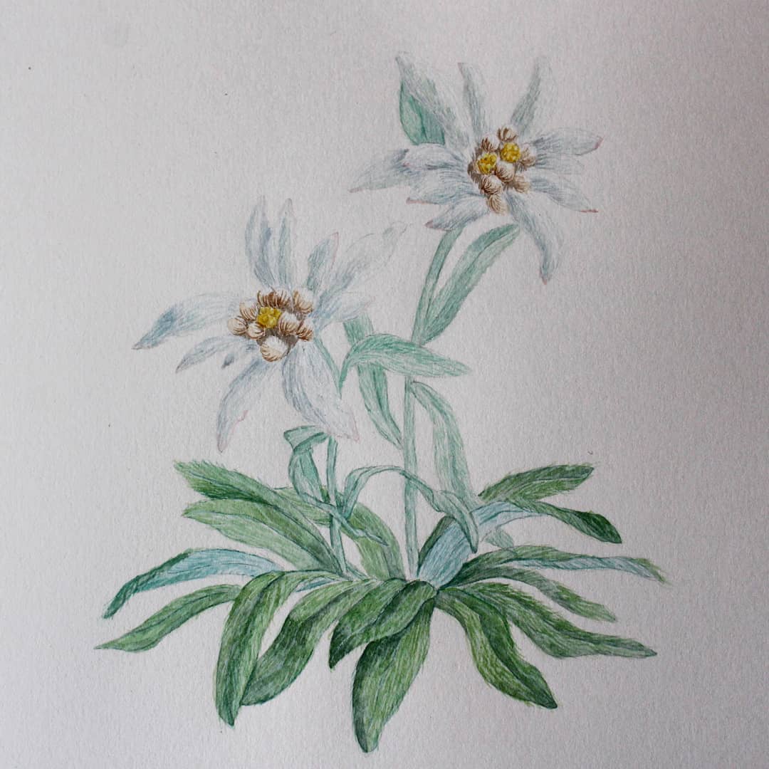 1080x1080 Leontopodiumalpinum - Edelweiss Sketch