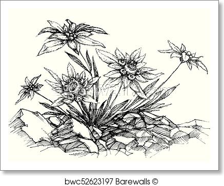 437x364 Art Print Of Edelweiss Etch Barewalls Posters Amp Prints Bwc52623197 - Edelweiss Sketch