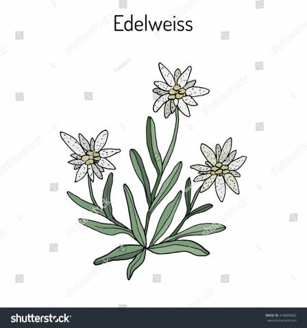 448x478 Easy To Draw Flower Borders Inspirational Edelweiss Flower Drawing - Edelweiss Sketch