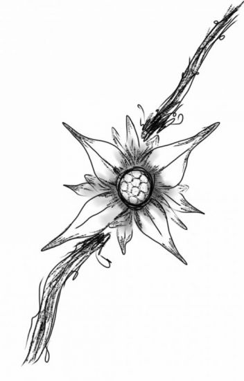 352x550 Edelweiss - Edelweiss Sketch