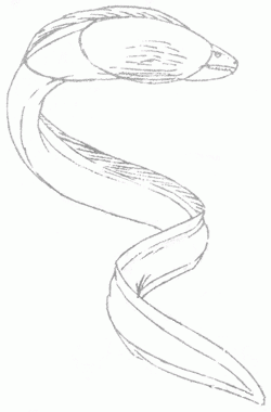 250x380 Exam Guide Online - Eel Sketch