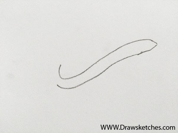 600x450 How To Draw An Eel In A Few Easy Steps With Pictures - Eel Sketch