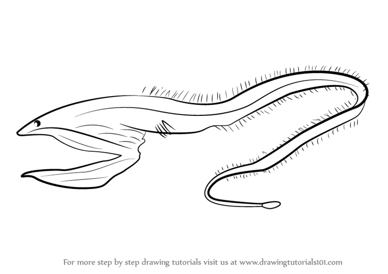 800x565 Learn How To Draw A Pelican Eel (Fishes) Step By Step Drawing - Eel Sketch