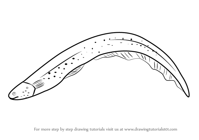800x565 Learn How To Draw An Electric Eel (Fishes) Step By Step Drawing - Eel Sketch
