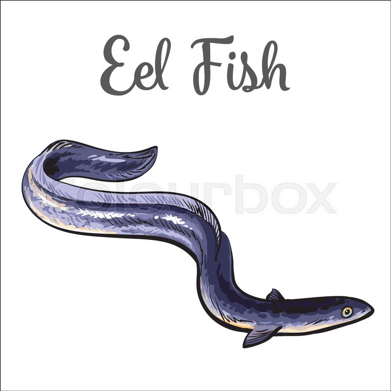 800x800 Live Eel Fish, Sketch Style Vector Illustration Isolated On White - Eel Sketch