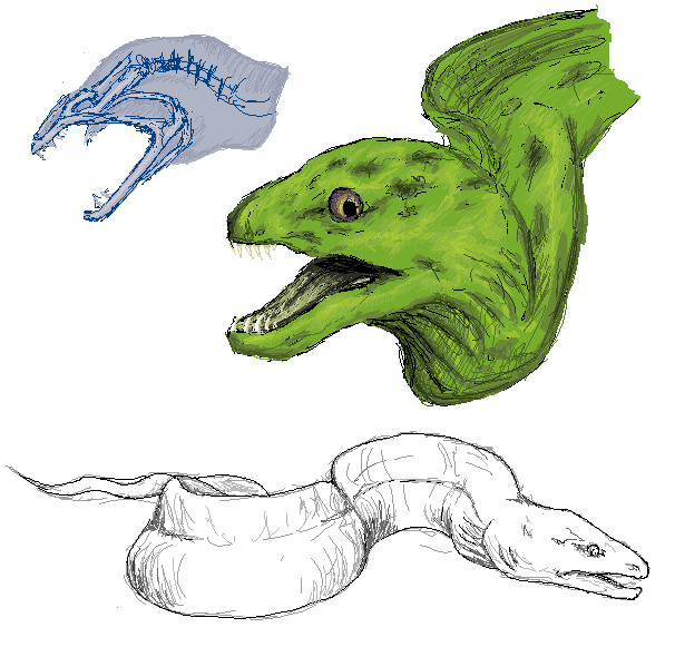 606x581 Moray Eel - Eel Sketch