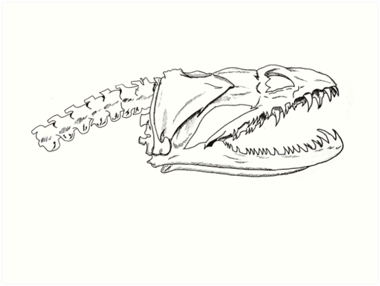 549x413 Moray Eel Skull - Eel Sketch