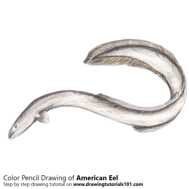 Eel Sketch at PaintingValley.com | Explore collection of Eel Sketch